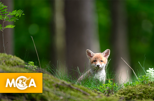 La faune sauvage sacrifiée malgré 75 000 contributions « Le Peuple pour le Vivant » lance une pétition !