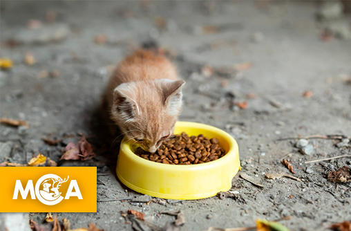 150 € d'amende pour une gamelle de croquettes : l'association ARGOS 42 se dresse contre l'arrêté anti-chats de Béthisy-Saint-Pierre !