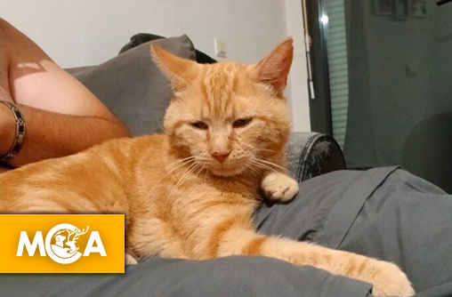L'incroyable persévérance d'un maître : son chat retrouvé 3 mois après sa disparition sur l'autoroute
