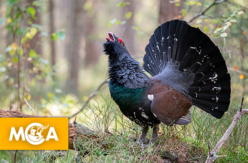 Victoire historique : le grand tétras et le lagopède alpin définitivement protégés de la chasse !