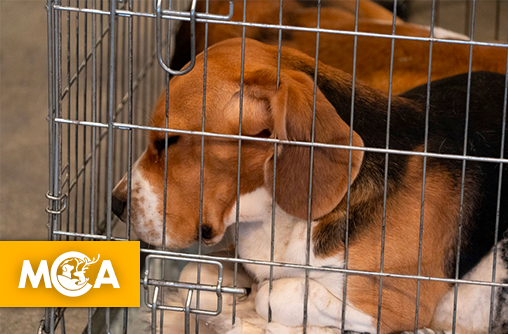 Expérimentation animale : une pétition réclame la fin du recours aux Beagles dans les laboratoires