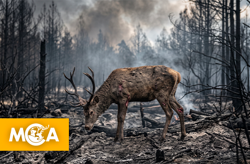 Incendies et canicule : une pétition exige la suspension de la chasse pendant un an