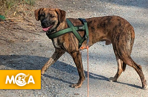 23 jours de cavale au Pays basque : le sauvetage hors norme du chien Rocky