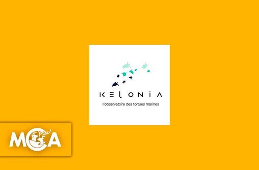 Kelonia : le sanctuaire réunionnais qui sauve et relâche les tortues marines