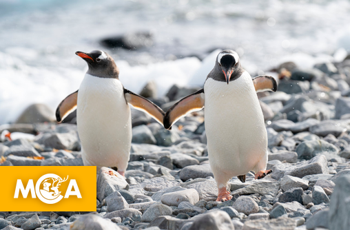 Plus d'un siècle après, une nouvelle espèce de manchot identifiée aux îles Kerguelen !