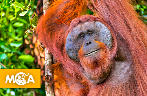 L'espoir renaît de ses cendres : 8 orangs-outans retrouvent la liberté après l'enfer des flammes à Bornéo