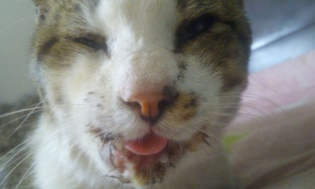 Petition : Halte à la maltraitance volontaire et actes de barbarie envers les chats errants