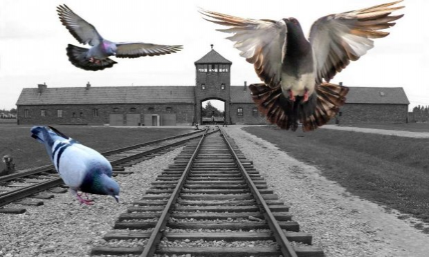 Petition : Ville de Gap, des Gapençais s'insurgent contre le gazage des pigeons !