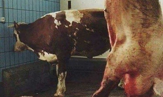 Petition : Non à nos impôts pour financer les abattoirs !