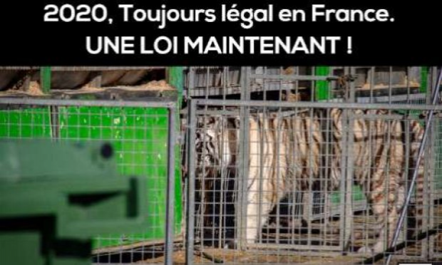 Petition : Députés la République en Marche : nous voulons des cirques sans animaux !