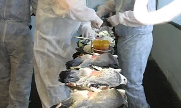 Petition : Ville de Gap, des Gapençais s'insurgent contre le gazage des pigeons !