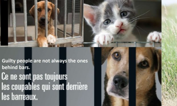Petition : Sanction sévère  pour l'abandon et maltraitance d'animaux