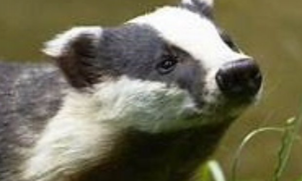 Petition : SOUTENEZ LES PARLEMENTAIRES DESIRANT INTERDIRE LA VENERIE SOUS TERRE