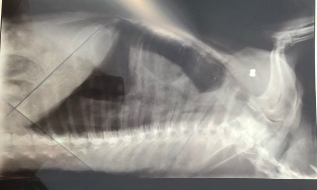 Petition : Justice pour notre chienne, tuée par balle chez elle