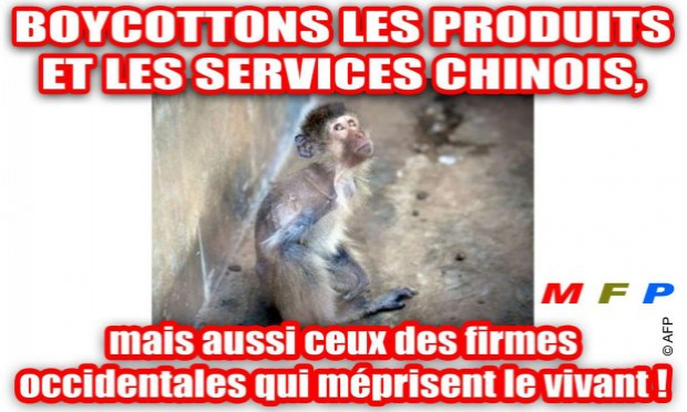 Petition : NON À LA PROCHAINE MISE À MORT DE MILLIERS DE SINGES DANS LES LABORATOIRES CHINOIS !