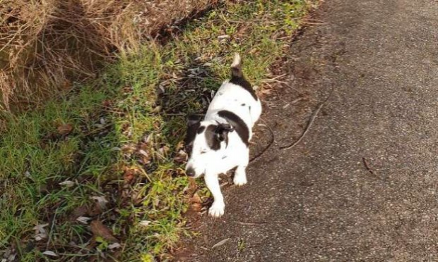 Petition : Justice pour notre chienne, tuée par balle chez elle