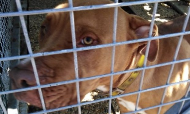 Petition : JUSTICE POUR STARK CHIEN NON DANGEREUX mais enfermé depuis 11 mois, sans avoir le droit de voir ses maîtres, ni de sortir et présentant une blessure nécrosée sur la queue qui devrait nécessiter une amputation !