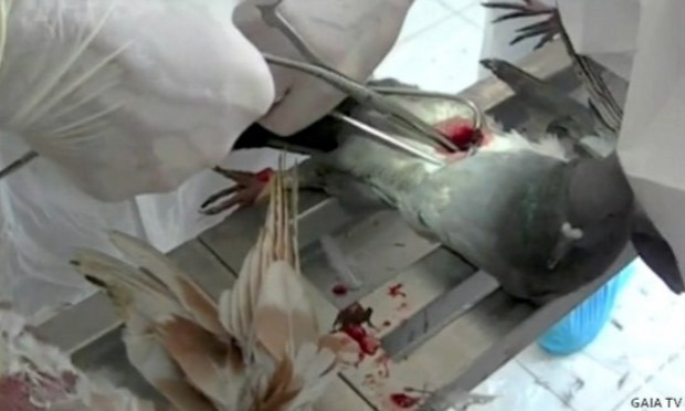 Petition : Ville de Gap, des Gapençais s'insurgent contre le gazage des pigeons !