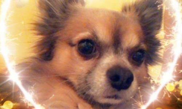 Petition : Interdiction de laisser divaguer les chiens sur le territoire de la commune et port de la muselière pour les molosses