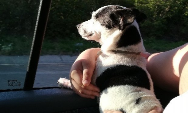 Petition : Justice pour notre chienne, tuée par balle chez elle