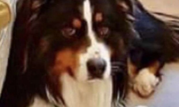 Petition : STOPPEZ CETTE EUTHANASIE DE COMPLAISANCE !!