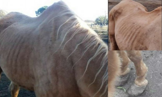 Petition : Justice pour Corail