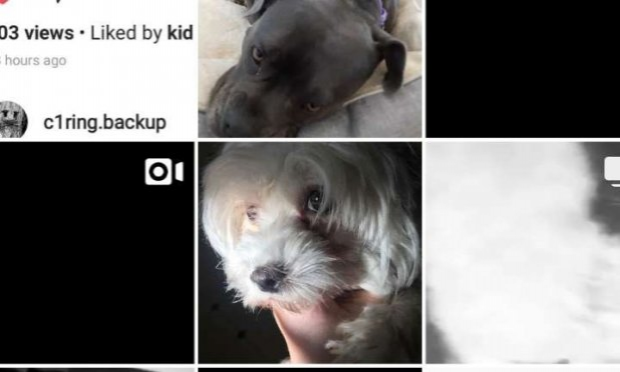 Petition : Un compte sur Instagram, publie des vidéos où sont torturés des châtons et des chiots