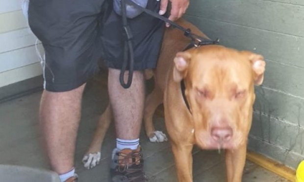 Petition : JUSTICE POUR STARK CHIEN NON DANGEREUX mais enfermé depuis 11 mois, sans avoir le droit de voir ses maîtres, ni de sortir et présentant une blessure nécrosée sur la queue qui devrait nécessiter une amputation !