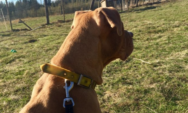 Petition : JUSTICE POUR STARK CHIEN NON DANGEREUX mais enfermé depuis 11 mois, sans avoir le droit de voir ses maîtres, ni de sortir et présentant une blessure nécrosée sur la queue qui devrait nécessiter une amputation !