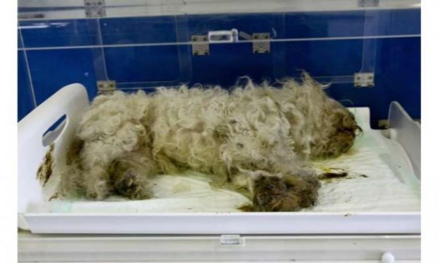Petition : Justice exemplaire  pour le bichon jeté muselé du dixième étage à Besançon le  29 août 2020