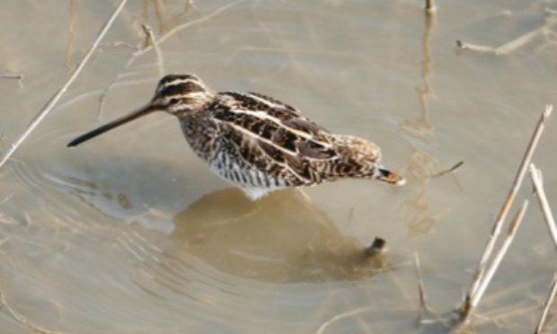 Petition : Pour que la chasse ne soit pas autorisée dans la Réserve Naturelle des Ramières  le long de la Drôme, zone qui constitue un refuge pour les canards et la faune sauvage.