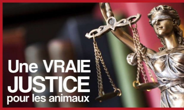 Petition : Justice suite à la mort de L'ours Mischa et retrait immédiat des ours 