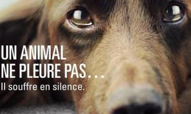 Petition : JUSTICE POUR STARK CHIEN NON DANGEREUX mais enfermé depuis 11 mois, sans avoir le droit de voir ses maîtres, ni de sortir et présentant une blessure nécrosée sur la queue qui devrait nécessiter une amputation !