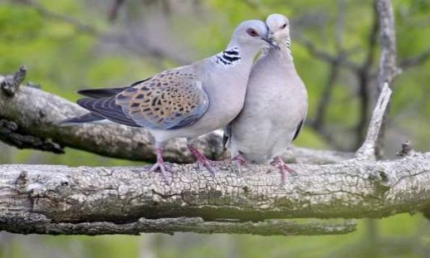 Petition : Gardons nos espaces verts à Etréchy : non à la construction d'un immeuble derrière le centre de loisirs !