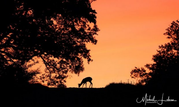 Petition : Demande d'un lot non chassé en forêt domaniale de Mormal pour la saison de chasse 2020-2021