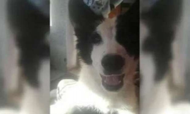 Petition : Justice pour le chiot  