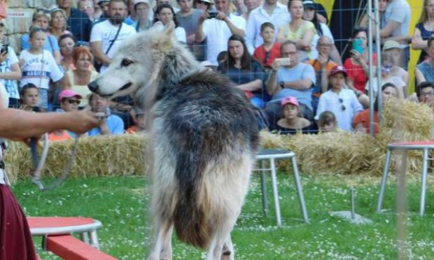 Petition : NON aux animaux sauvages (loups et ours) prisonniers des spectacles du Moyen Age