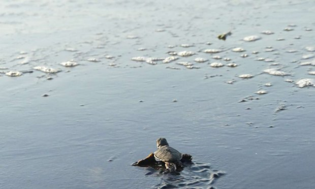 Petition : Stop au massacre des tortues à Mayotte !