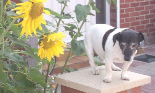 Petition : En finir avec les abandons d'animaux et les maltraitances envers les animaux de compagnie