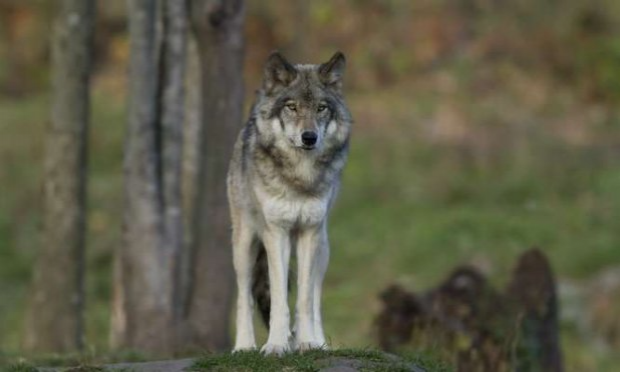 Petition : Contre les tirs de défense autorisés contre les loups dans les Vosges