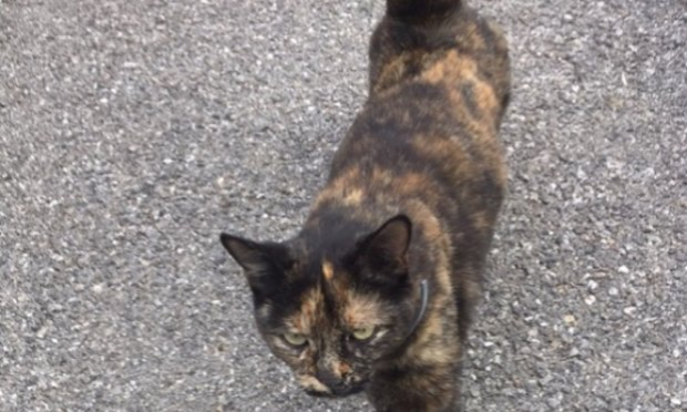 Petition : Enquête approfondie sur la disparition de chats à Granville
