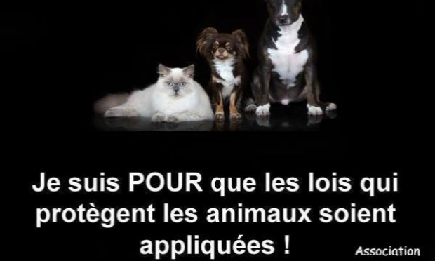 Petition : Justice pour le yorkshire poignardé et défenestré à Saint- Amand ( nord)