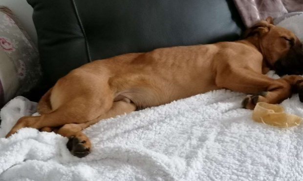 Petition : Défendons nos animaux