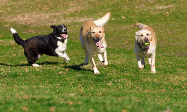 Petition : Contre l'obligation des chiens tenus en laisse dans les parcs départementaux