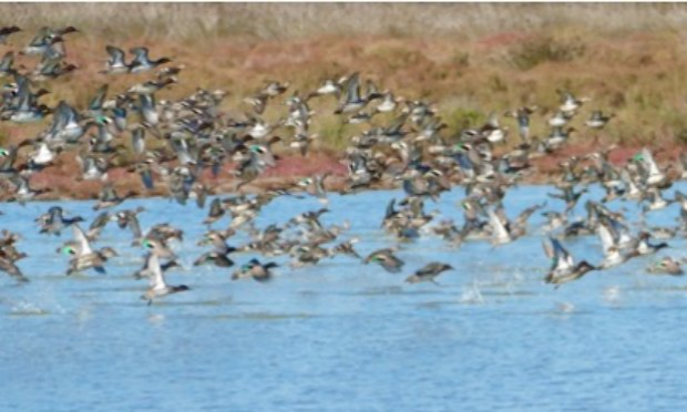 Petition : Pour que la chasse ne soit pas autorisée dans la Réserve Naturelle des Ramières  le long de la Drôme, zone qui constitue un refuge pour les canards et la faune sauvage.