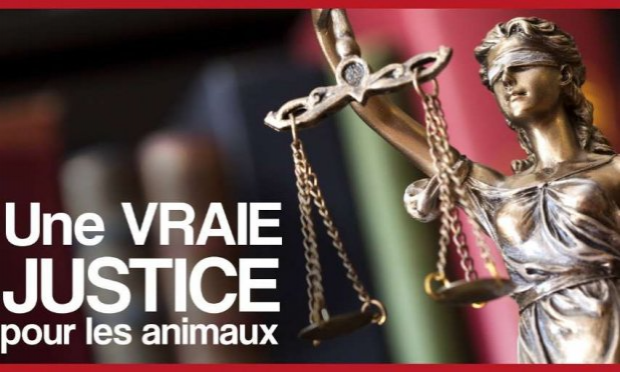Petition : Sanction exemplaire à l'encontre de l'agent de la société Véolia ayant balancé un chat blessé dans une remorque à ordures à Montélimar