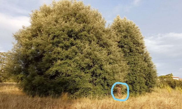 Petition : Le 14 Novembre 2020 il sera trop tard : aidez-nous à sauver les arbres et haies de St-Jean