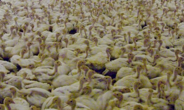 Petition : OFFEKERQUE : Non à l'élevage industriel de 40 000 poulets.