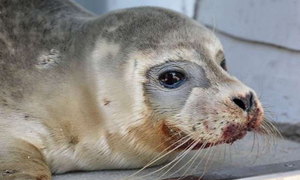 Petition : Justice pour le bébé phoque assassiné à coups de pieds sur une plage de Dunkerque