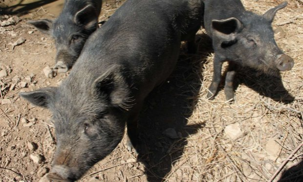 Petition : Sauvons les Balmes !